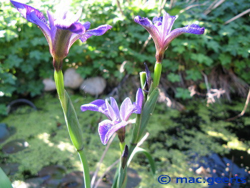 Iris laevigata